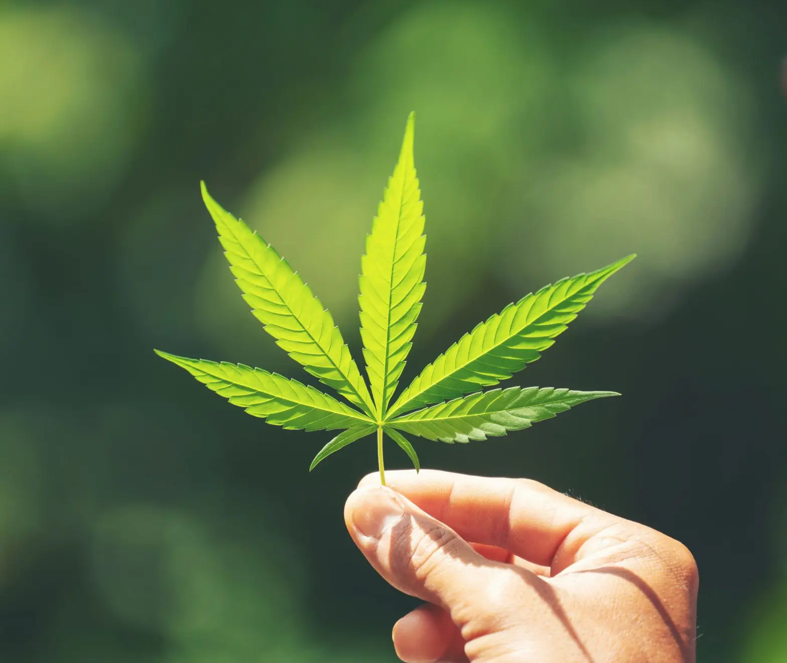 Hand holding a marijuana leaf in the sunshine