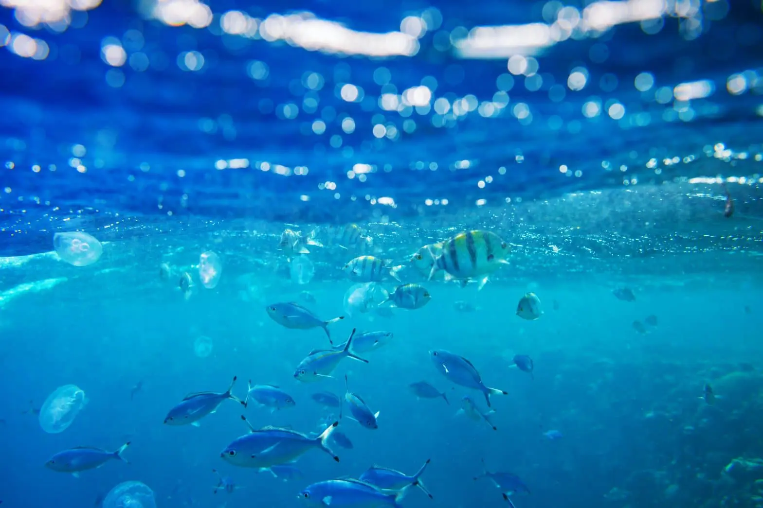 a group of fish swimming in the water