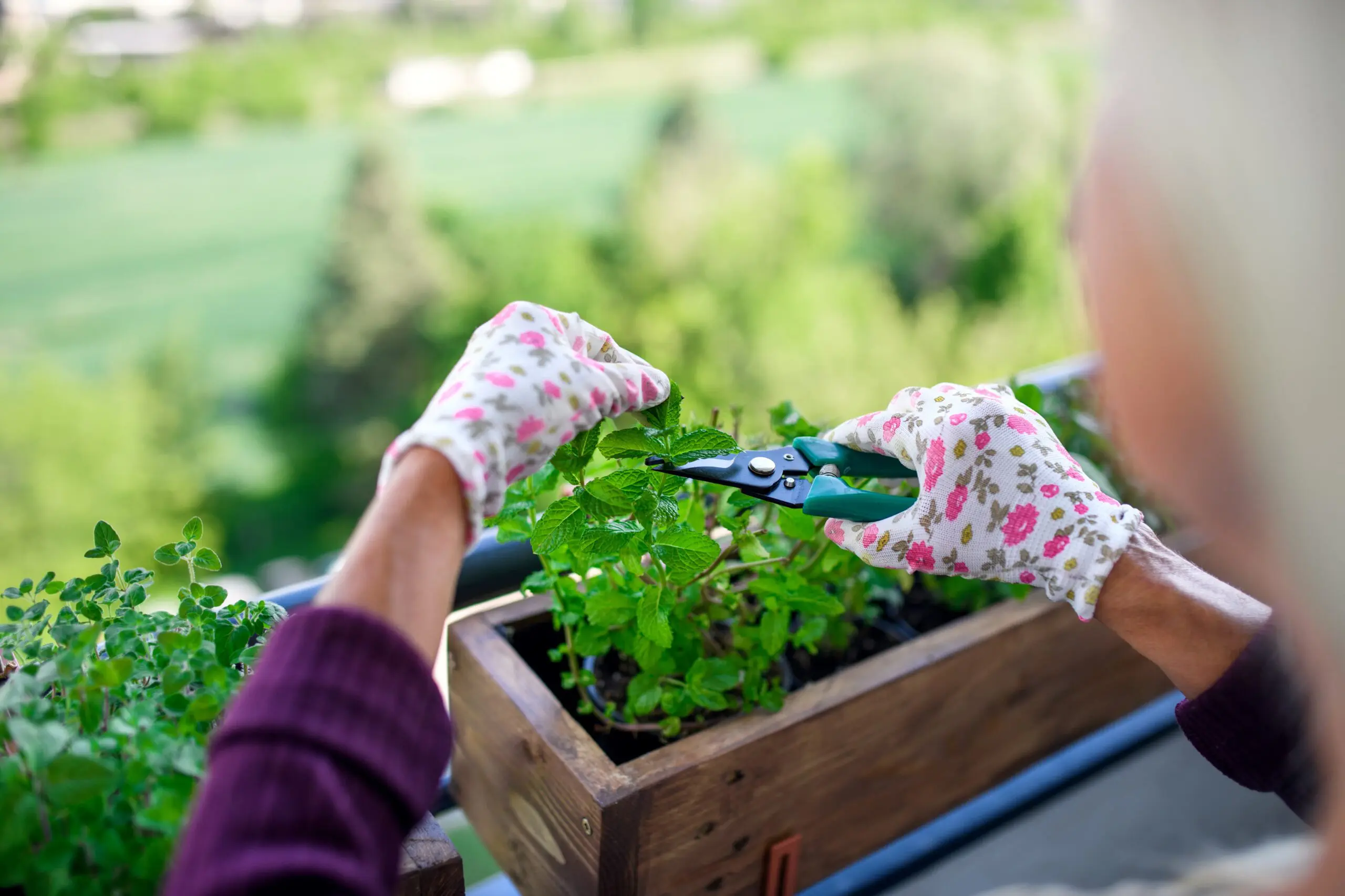 Balcony herb garden showing basil and rosemary for gardening in addiction recovery