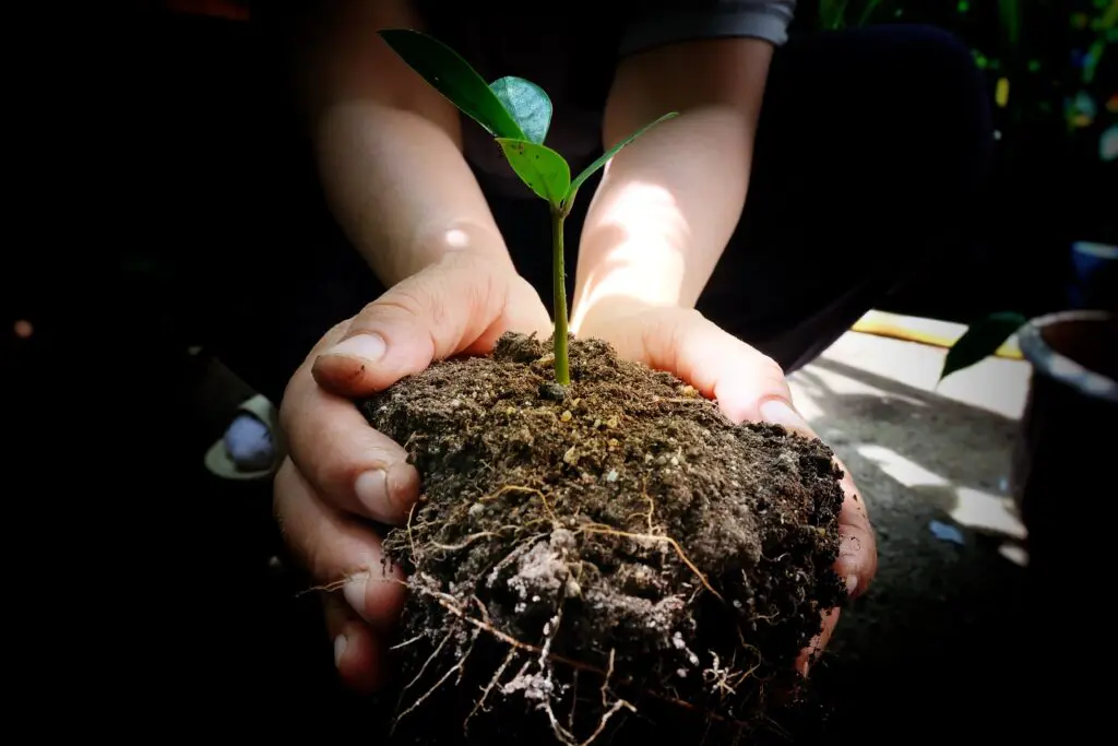 Image representing self-compassion and the need to nurture one's recovery (Change from guilt to kindness).