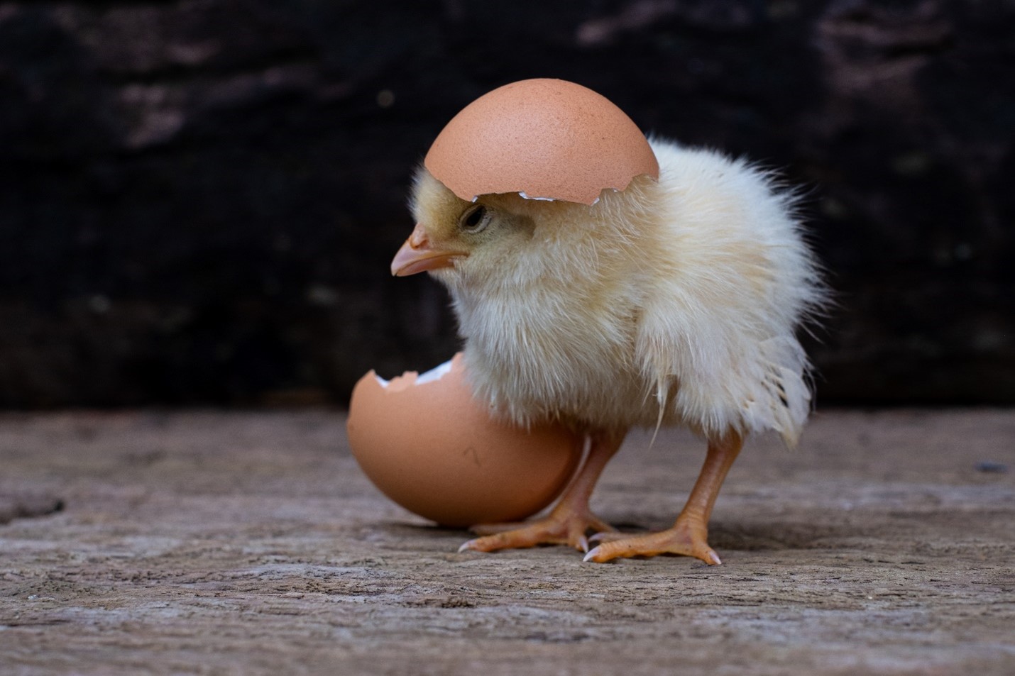 baby chick