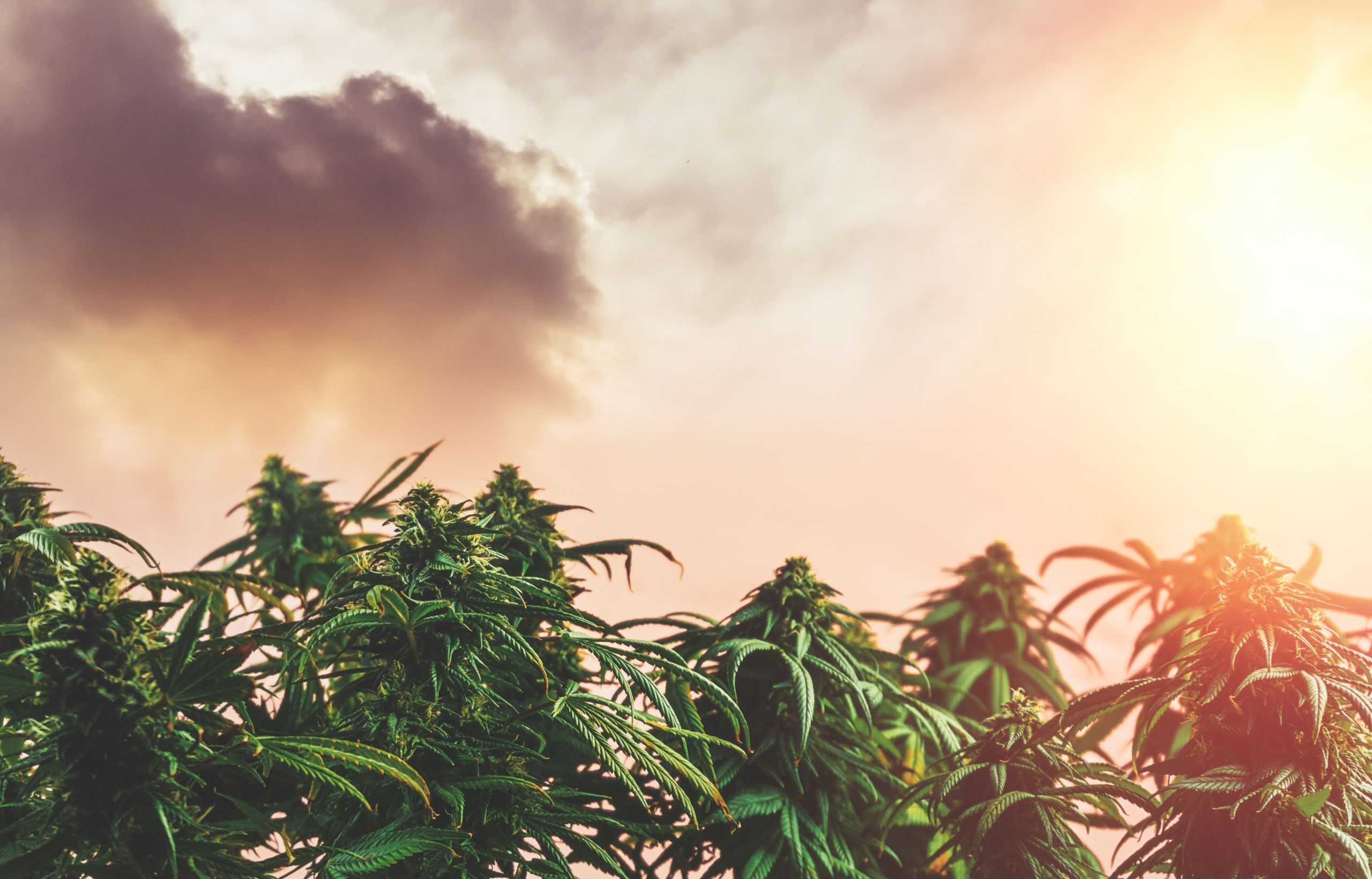 Marijuana plantation at sunset