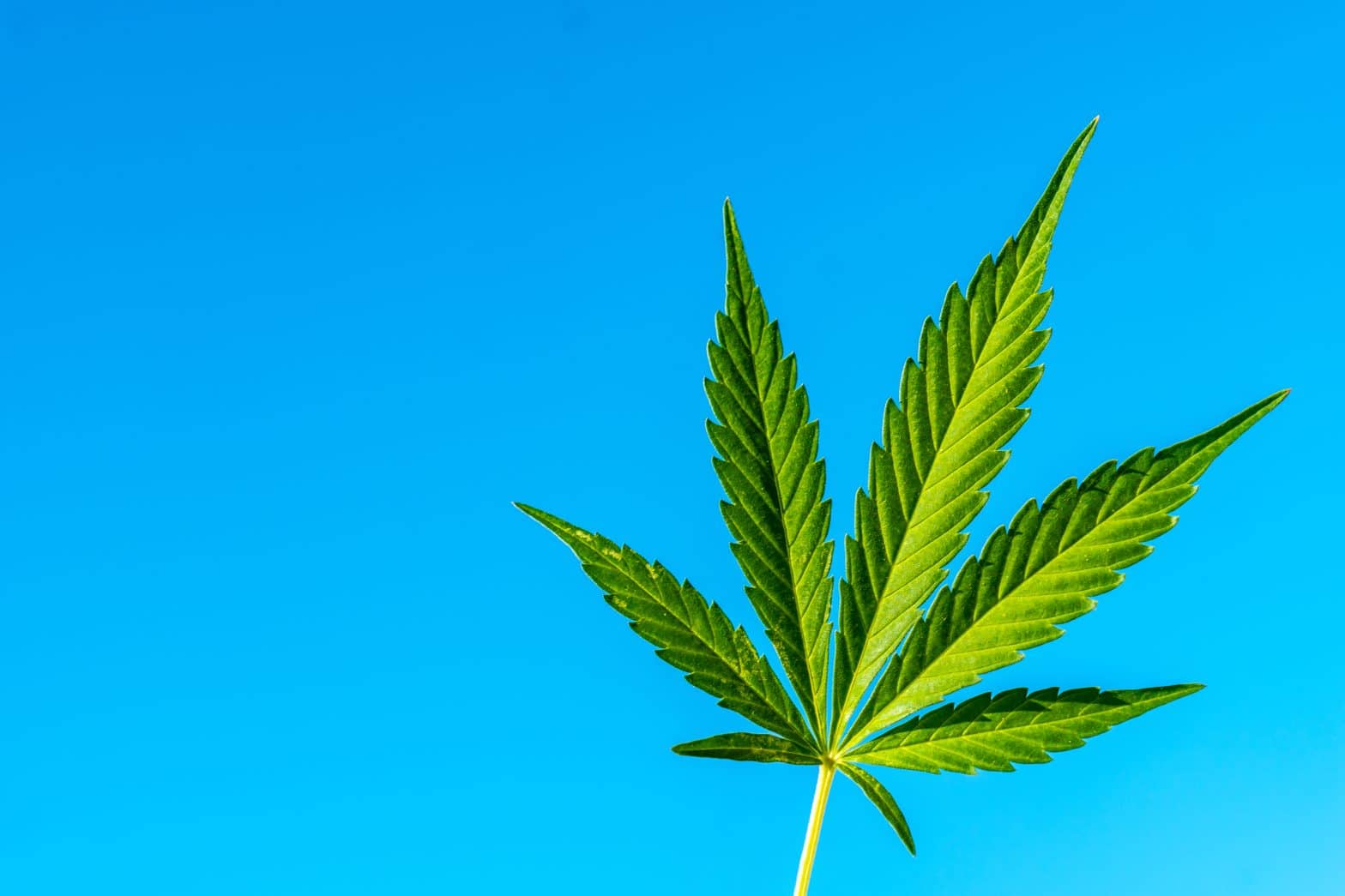 a green leaf against a blue sky