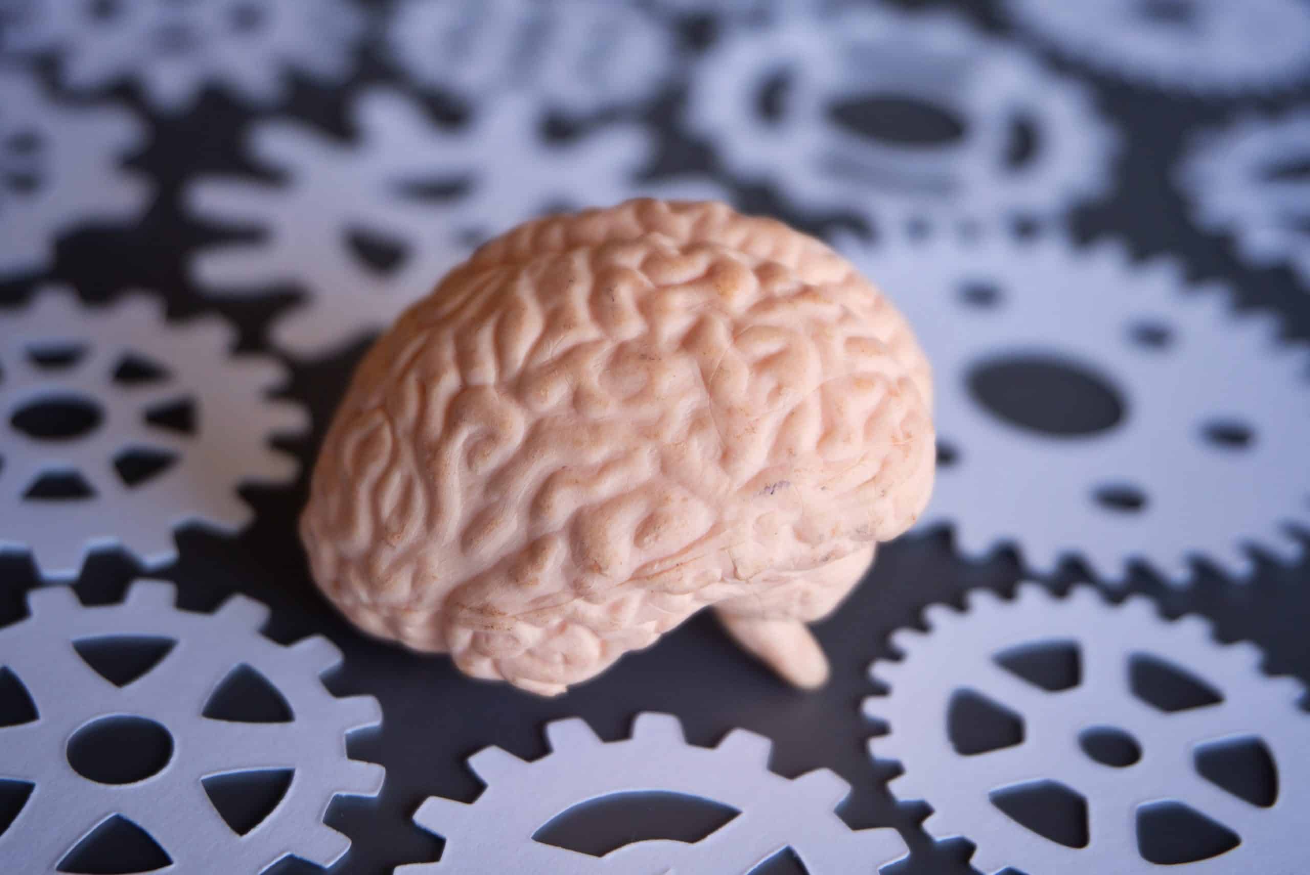 a brain on a table